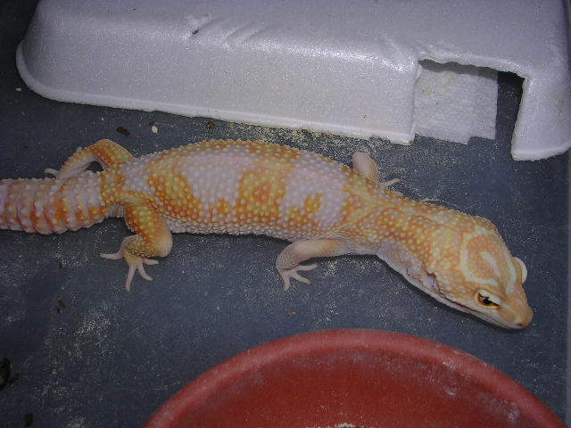 Carrot head carrot tail tangerine jungle giant female, breeding season colo
