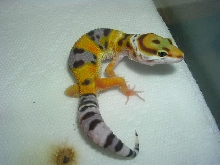 05 hatchling
