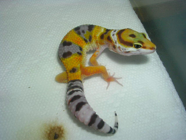 05 hatchling