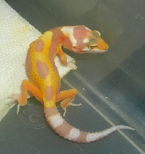 05 hatchling