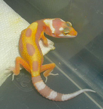 05 hatchling