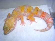 early 05 hatchling