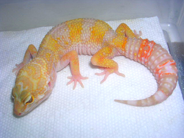 early 05 hatchling