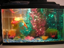 10gal  freshwater community tank