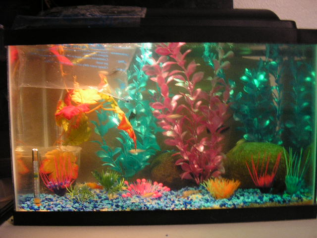 10gal  freshwater community tank