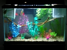 40g community