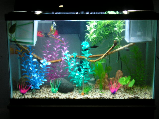 40g community