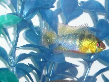 blue ram