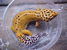 Hypo Tangerine Female