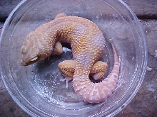 Tremper Jungle Albino male