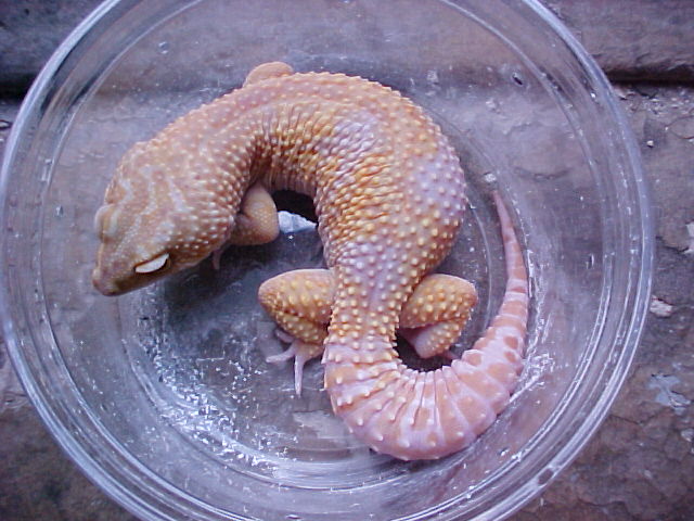 Tremper Jungle Albino male