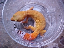 Super Hypo Tangerine Carrot Tail Baldy Female