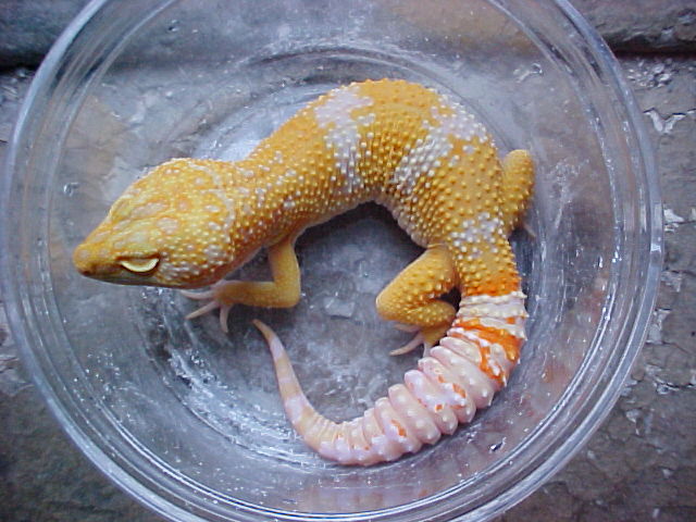 Tremper Carrot head Tangerine Albino male