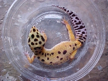 Hypo Tangerine Female