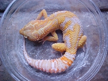 Tremper Tangerine Jungle Giant Albino