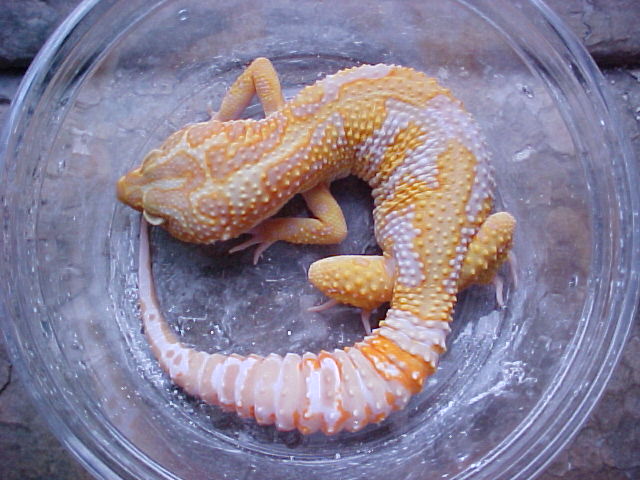 Tremper Tangerine Jungle Giant Albino