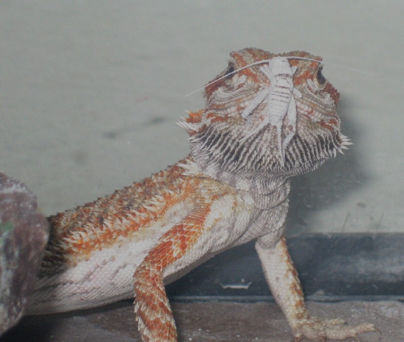Little Dragon vs. Dinner