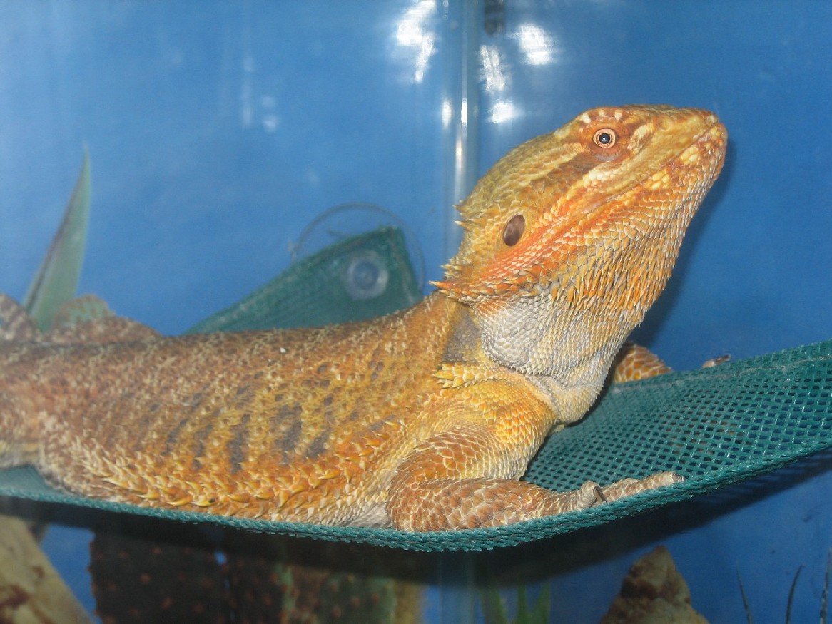 Who a purty dragon?