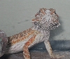 Little Dragon vs. Dinner
