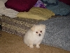 Giz at 8 weeks