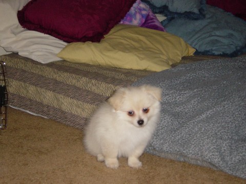 Giz at 8 weeks