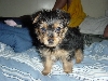 Mimi at 8 weeks