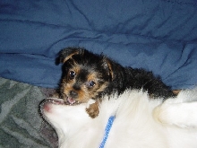 Mimi Playin with Gizmo
