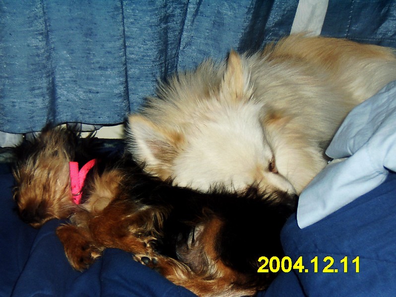 Meme Sleepin