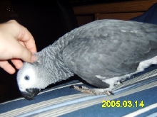 Odie getting head scratched
