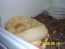 Albino Boa