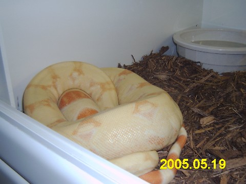 Albino Boa