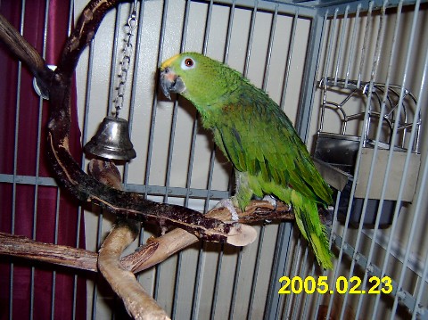 Skip