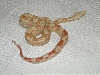 Albino female