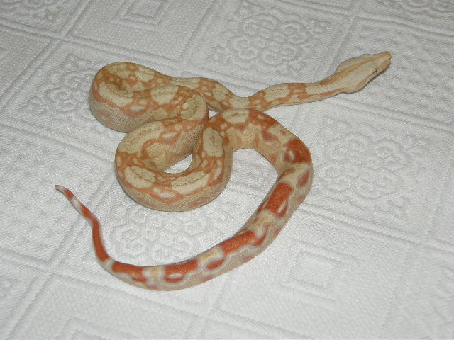 Albino female