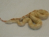 Albino male