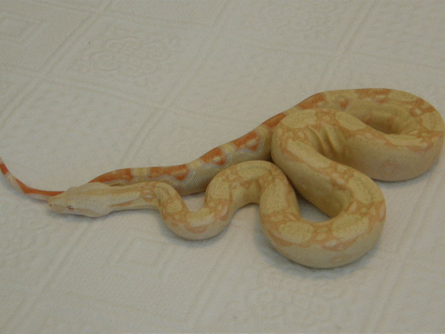 Albino male
