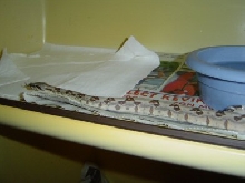 New boa baby