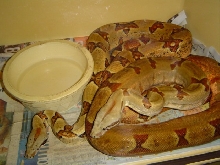 New babies dad