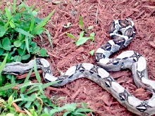 Het for albino