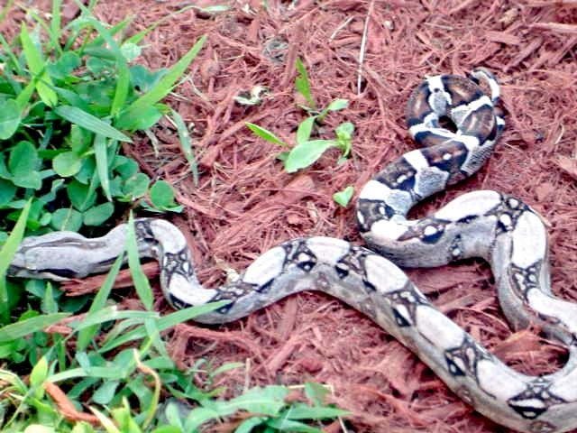 Het for albino