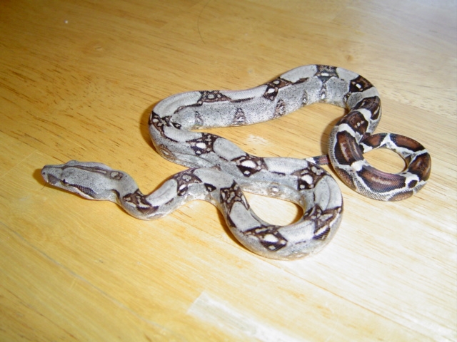 Het for albino