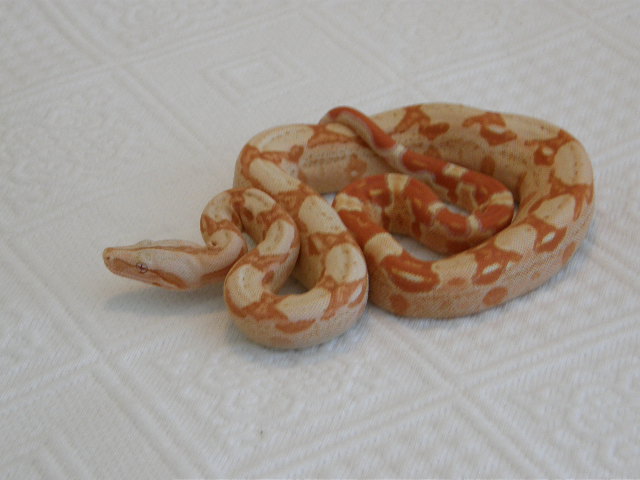 Sunglow female