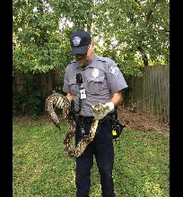 Stray chicken eating boa (I think)