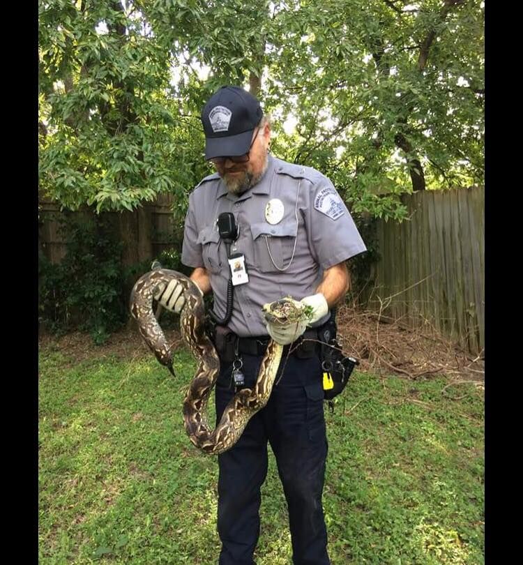 Stray chicken eating boa (I think)