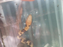 Unknown snake Houston belly