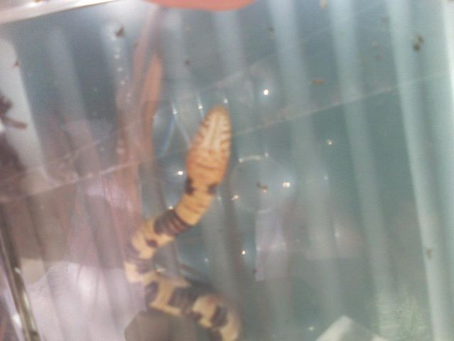 Unknown snake Houston belly