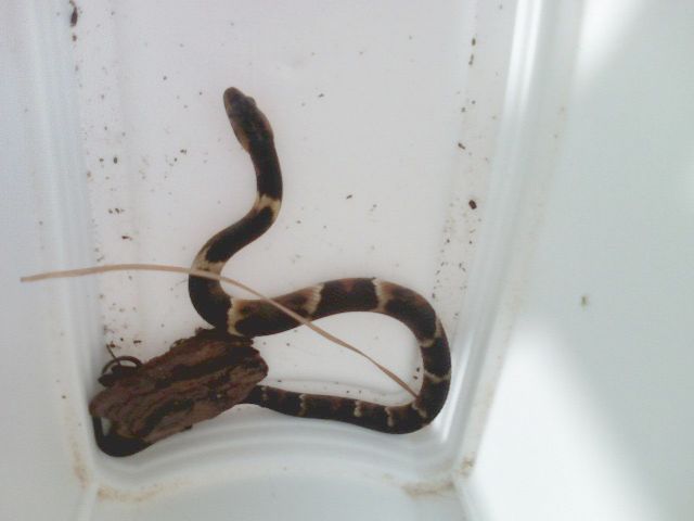 Unknown snake Houston top