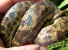 Spotted Python iridescence