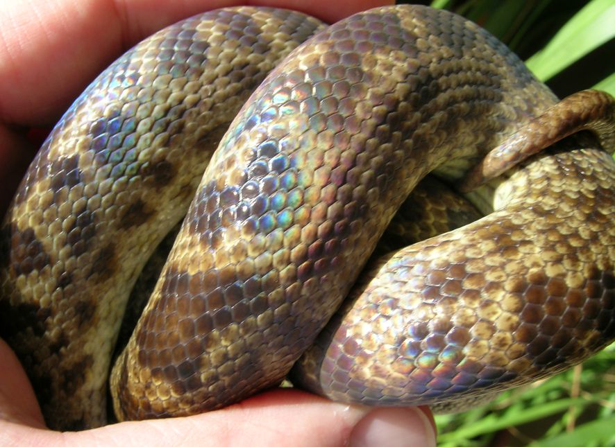 Spotted Python iridescence