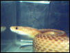 adult male striped corn